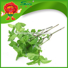 Natural Mint Leaves, slim fit vegetable